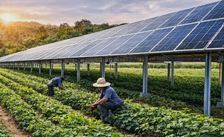 Agrivoltaic solar farm system