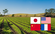Global expansion of sesame production