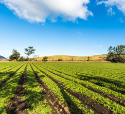 Agricultural farmland